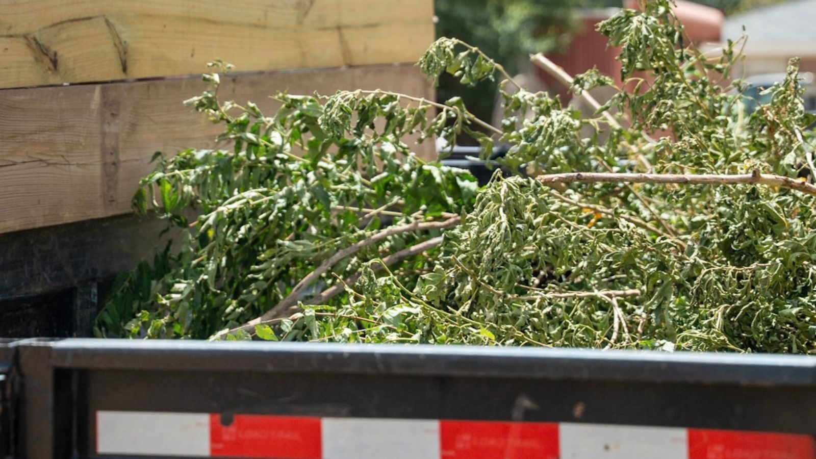 Leafy branches piled in a trailer.